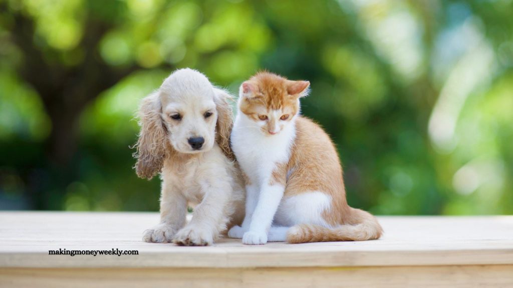 Caring for Your New Puppy or Kitten