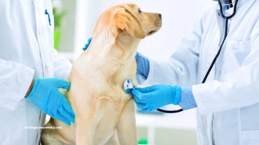 Regular Vet Checkups